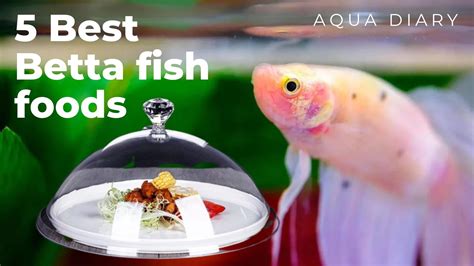 top quality betta fish|Best Betta Fish Food .